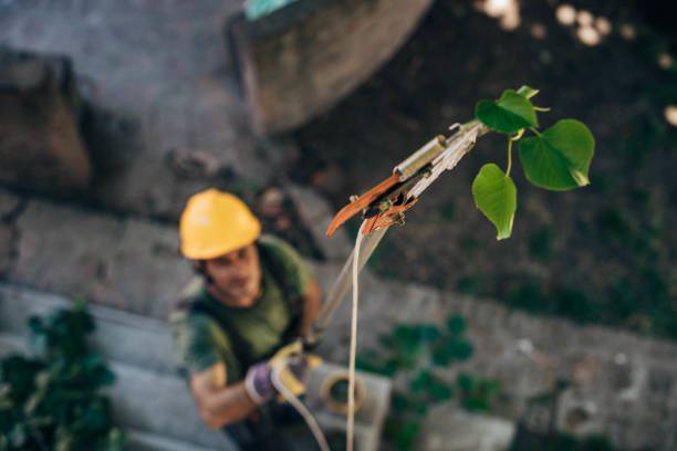 Best Tree Trimming and Pruning  in Crest View Heights, NY